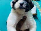 Shih Tzu Puppy