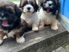 Shihtzu Puppies