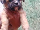 Shitzu Puppys