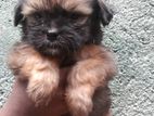 Shitzu Puppys