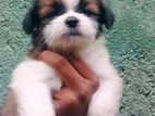Shih Tzu Puppies