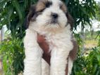 Shih Tzu Puppies
