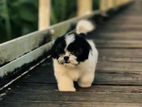 Shih Tzu Puppies