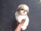 Shih Tzu Puppies
