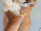 Shih Tzu Puppy