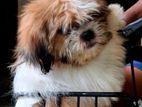 shitzu pupy
