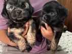 Shitzu Terrier Mix Puppies