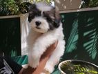 Shitzu Terrier Mix Puppies