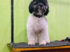 Shitzu Toy Poodle Mix Male Dog for Crossing
