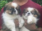 Shih Tzu Puppies