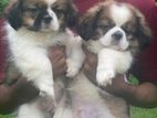 Shitzu ( Troso) Dogs