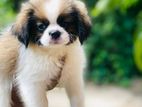 Shitzu ( Troso) Puppy
