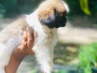 Shitzu Troso Puppies