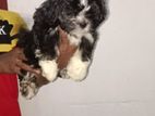 Shih Tzu Puppies
