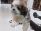 Shihtzu Puppy