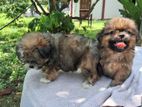 Shih Tzu Terrier Mix Puppies