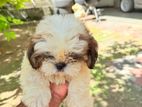 Shih Tzu Female Puppy