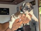 Shitzu Puppies
