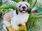 Shih Tzu Dog for Crossing