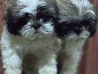 Shih Tzu Puppies