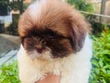 Shiz Tzu Puppy