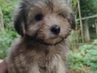 Shih Tzu Terrier Mix Dog