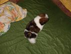 Shih Tzu Puppy