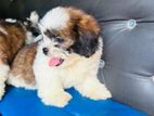 Shizhu Puppy