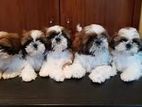 Shizhu Puppies