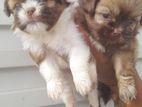 Shizshu Puppies