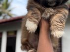 Shih Tzu Puppy