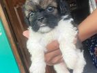 Shiztu puppy