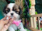 Shih Tzu Puppies