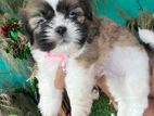 Shih Tzu Puppy