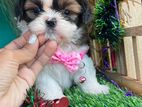 Shiztu Puppy