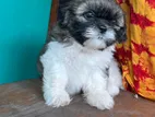 Shiztu Puppy
