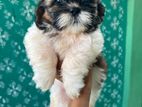 Shih Tzu Puppy