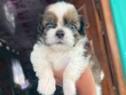 Shih Tzu Puppies