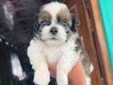 Shih Tzu Puppies