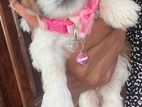Shih Tzu Puppies