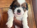 Shih Tzu Puppies