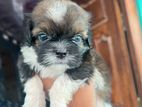 Shih Tzu Puppies