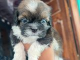 Shih Tzu Puppies