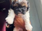 Shih Tzu Puppies