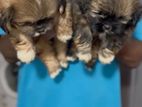 Shiztu Puppys
