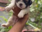 Shih Tzu Puppies