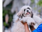 Shih Tzu Dog for Crossing
