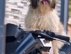 Shih Tzu Dog for Crossing