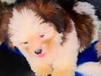 Shih Tzu Puppy