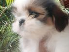 Shitzu Puppy